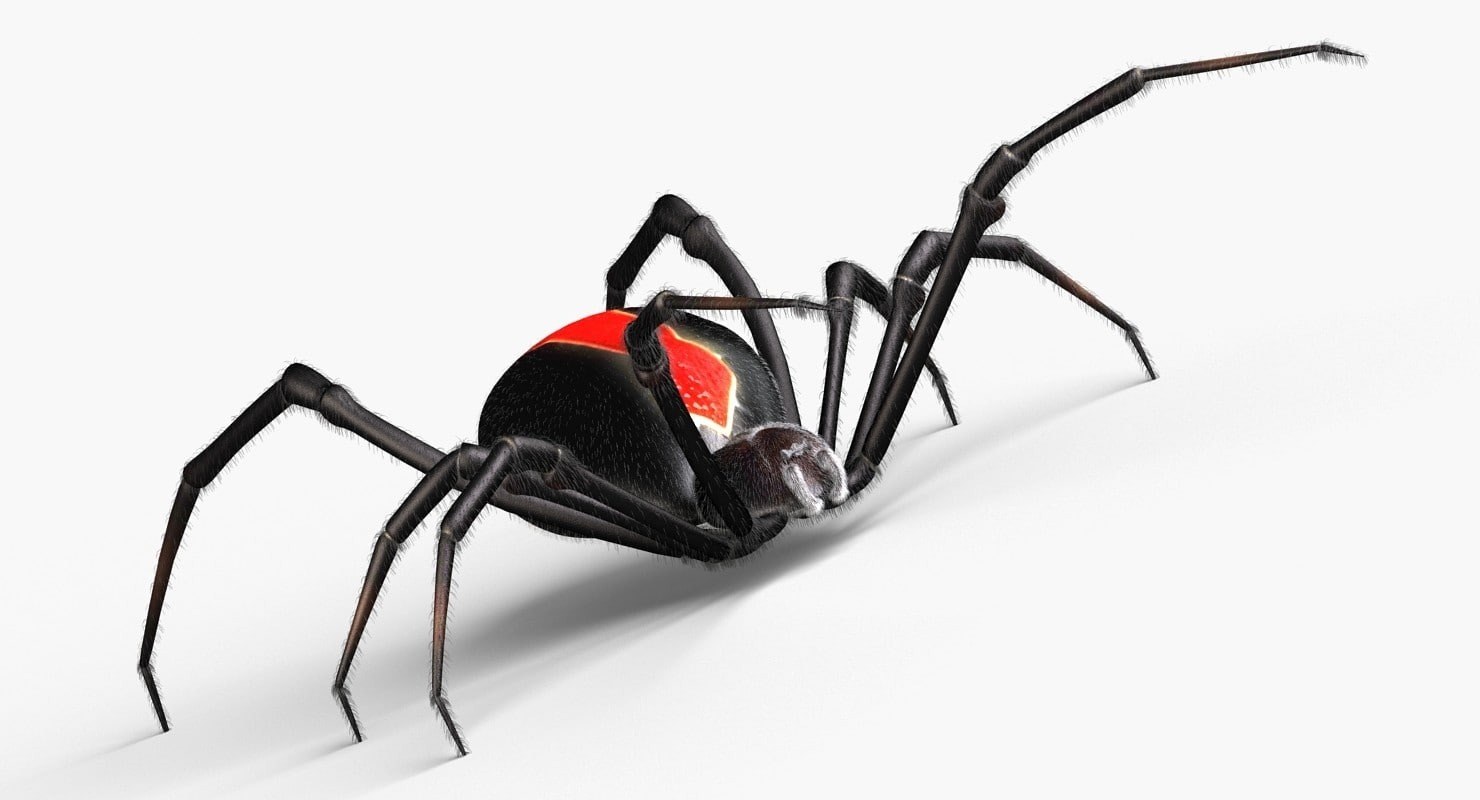 Redback spider — one of the pests ALL identifies and treats