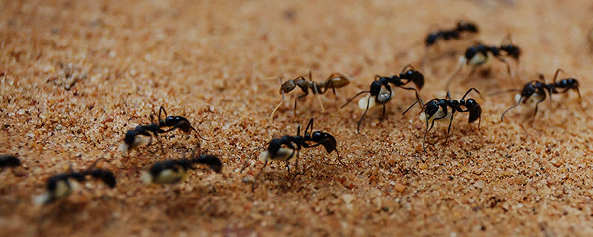 Ants