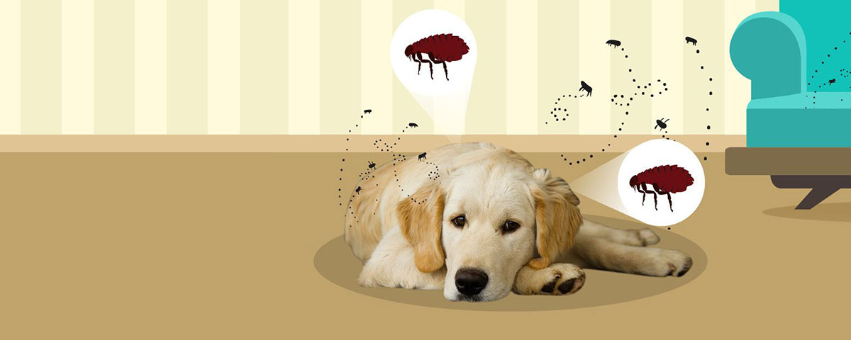 Dog with fleas