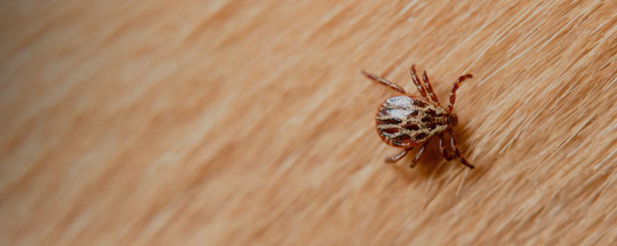Tick on animal fur