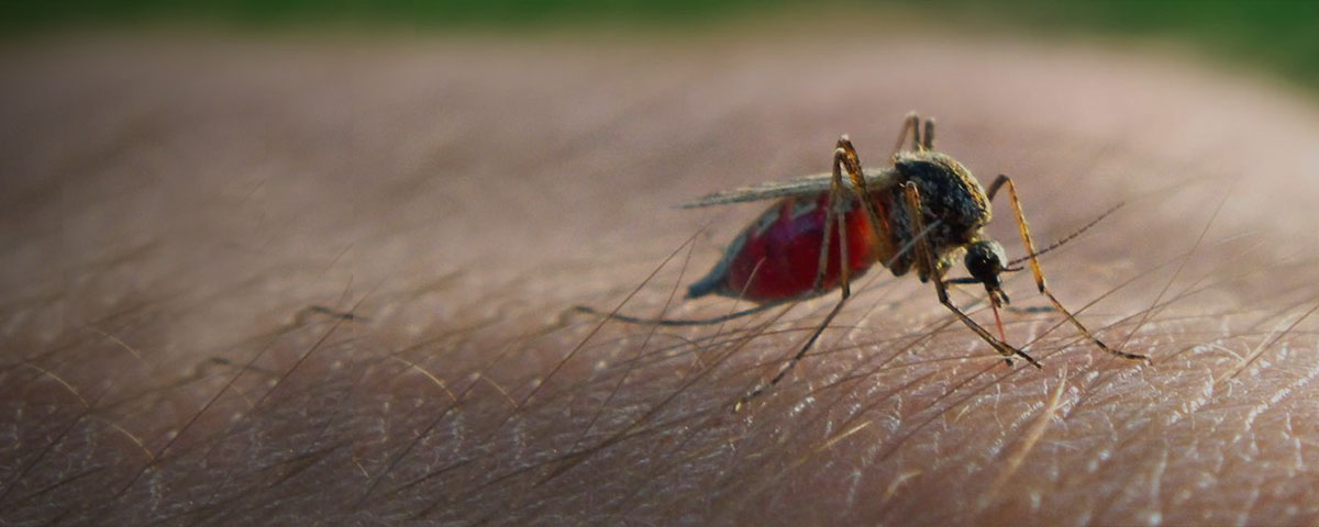 Mosquito