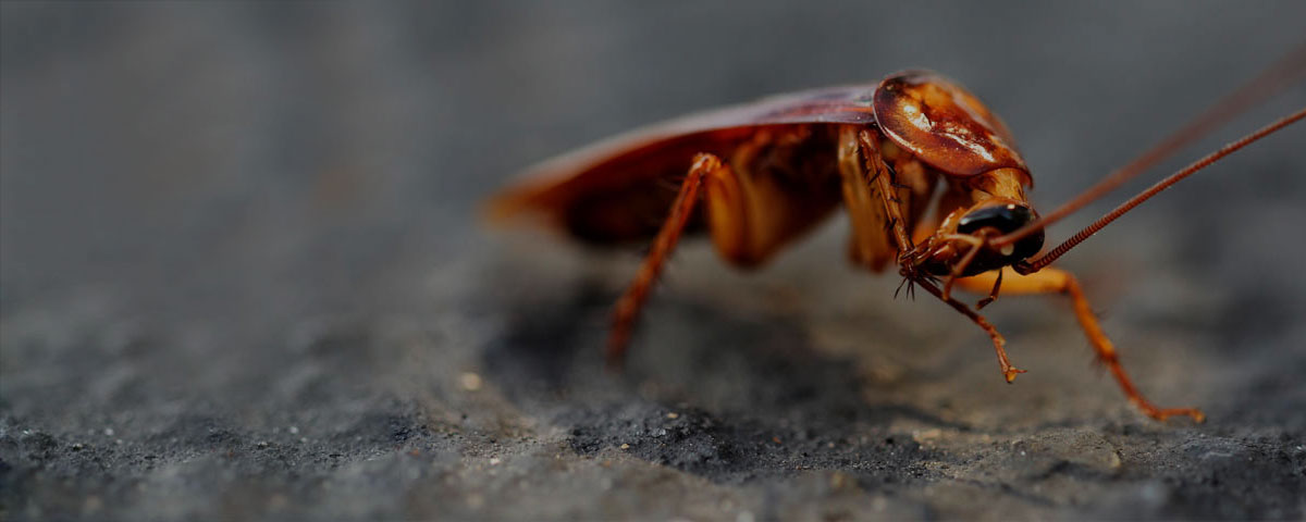 Cockroach