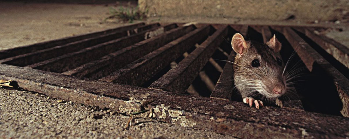 Rat at a drain grate