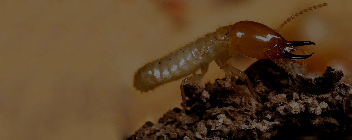 Termite soldier