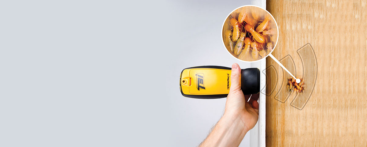 Thermal termite detector